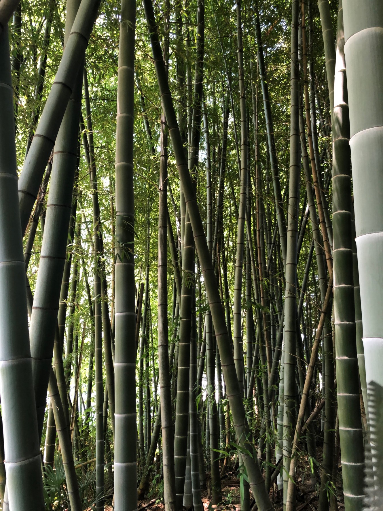 七夕の準備をしました サンシャインホーム 公式 社会福祉法人 武蔵村山正徳会